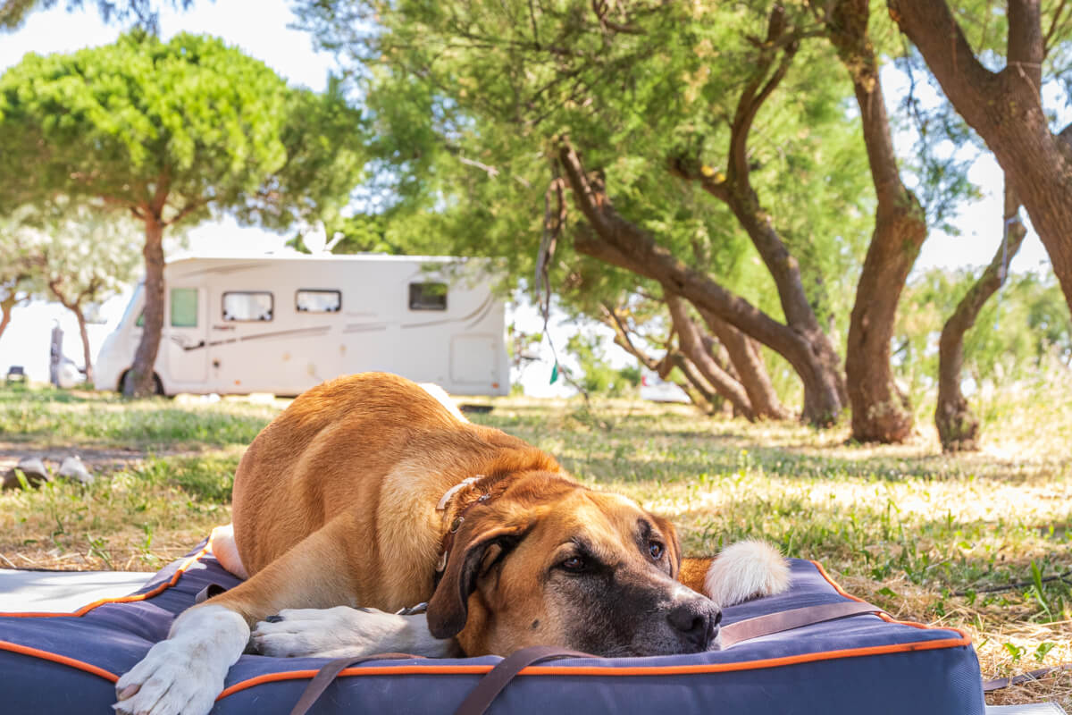 Wohnmobil mit Hund – 8 Tipps für Camper mit Hund