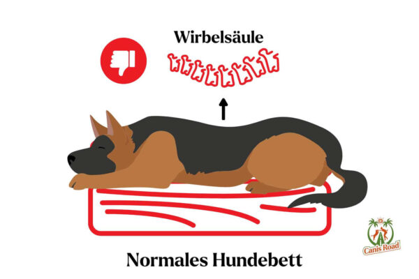 Orthopädisches Hundebett im Test mit Canis Road