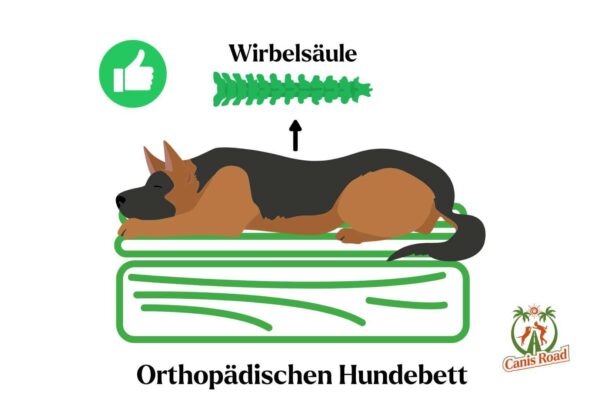 Orthopädisches Hundebett im Test mit Canis Road