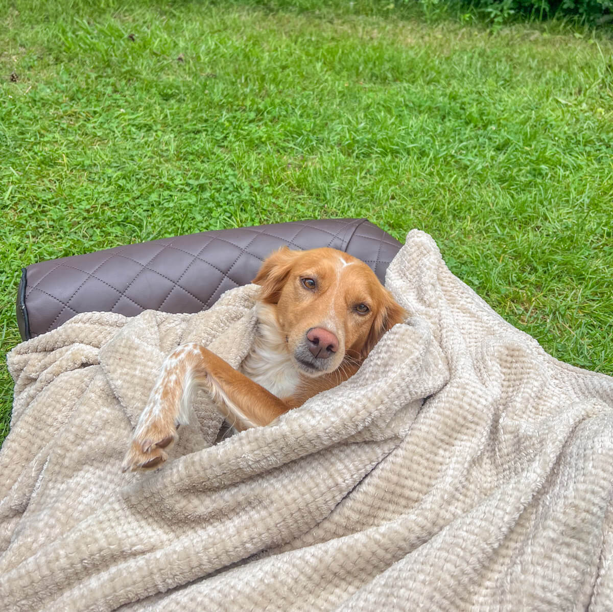 3 super Gründe für ein orthopädisches Hundebett