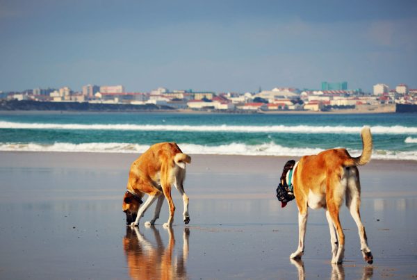 Hunde von Canis Road beim Strandsparziergang