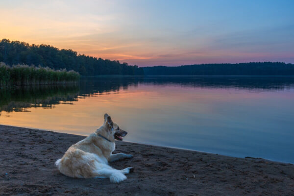 Camping Polen mit Hund, Camping Polen Ostesee, Camping Masuren